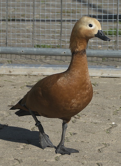 慕尼黑和曼